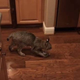 Illustration for article titled That Found Cat Craigslist Ad Featuring a Bobcat is Totally Fake